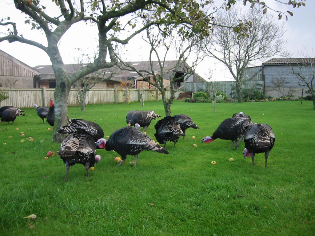 Free Range Turkeys in the Garden